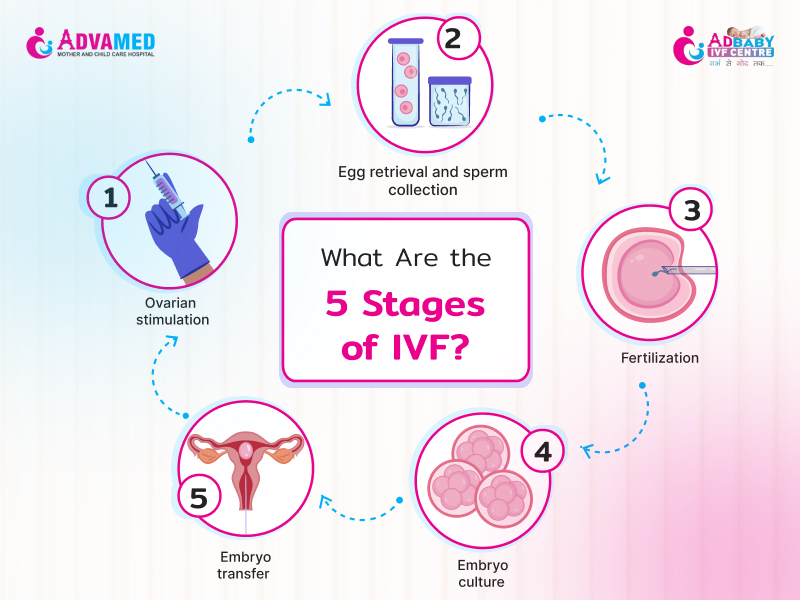 5 stages of ivf